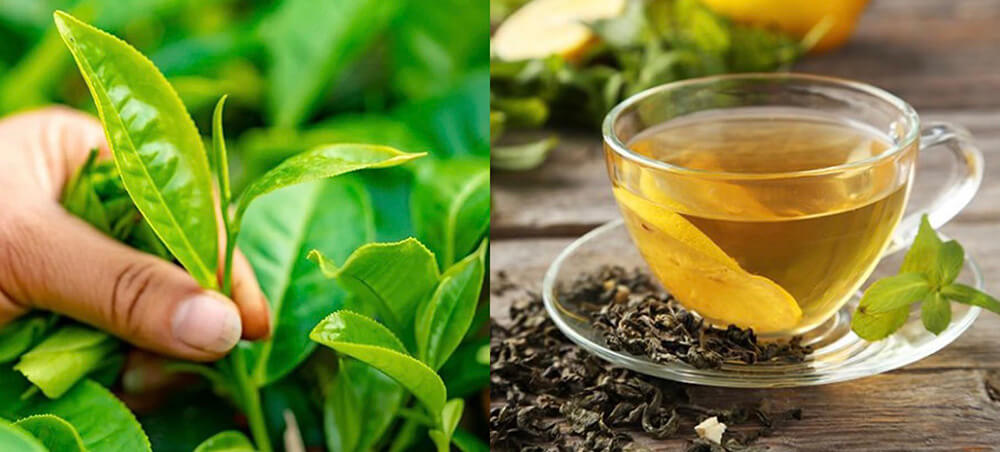 trà xanh không đường tốt cho bệnh tiểu đường