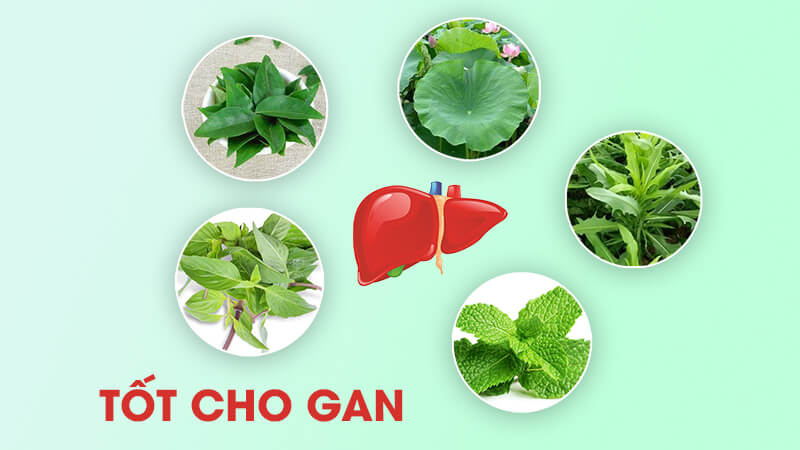 lá cây dễ tìm tốt cho gan