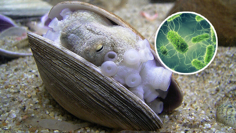 động vật có vỏ dễ gây ngộ độc