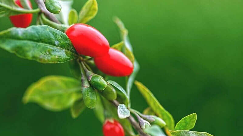 Quả Goji chống lão hóa và giúp ngủ ngon hơn