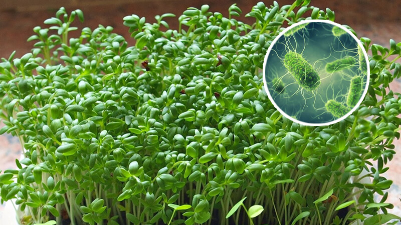 rau mầm dễ gây ngộ độc