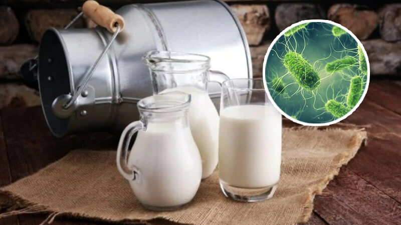 sữa chưa tuyệt trùng dễ gây ngộ độc